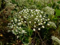 Falcaria vulgaris 12, Sikkelkruid, Saxifraga-Ed Stikvoort