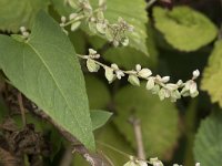 Fallopia convolvulus 10, Zwaluwtong, Saxifraga-Willem van Kruijsbergen