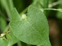 Fallopia convolvulus 9, Zwaluwtong, Saxifraga-Sonja Bouwman