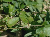 Fallopia convolvulus 1, Zwaluwtong, Saxifraga-Jan van der Straaten