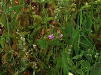 Fallopia convolvulus 2, Zwaluwtong, Saxifraga-Hans Boll