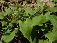 Fallopia convolvulus 3, Zwaluwtong, Saxifraga-Ed Stikvoort