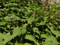 Fallopia convolvulus 4, Zwaluwtong, Saxifraga-Ed Stikvoort