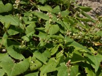 Fallopia convolvulus 5, Zwaluwtong, Saxifraga-Ed Stikvoort