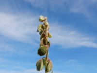 Fallopia convolvulus 6, Zwaluwtong, Saxifraga-Ed Stikvoort