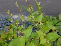 Fallopia convolvulus 7, Zwaluwtong, Saxifraga-Ed Stikvoort