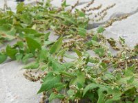 Fallopia convolvulus 8, Zwaluwtong, Saxifraga-Ed Stikvoort