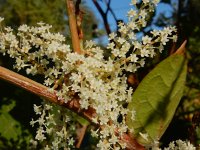 Fallopia japonica 20, Japanse duizendknoop, Saxifraga-Ed Stikvoort