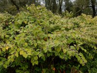 Fallopia japonica 23, Japanse duizendknoop, Saxifraga-Ed Stikvoort