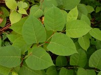 Fallopia japonica 24, Japanse duizendknoop, Saxifraga-Ed Stikvoort