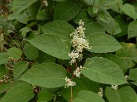 Fallopia japonica 26, Japanse duizendknoop, Saxifraga-Ed Stikvoort