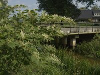 Fallopia japonica 5, Japanse duizendknoop, Saxifraga-Jan van der Straaten