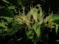 Fallopia japonica 8, Japanse duizendknoop, Saxifraga-Ed Stikvoort