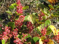 Fallopia japonica var compacta 4, Saxifraga-Rutger Barendse