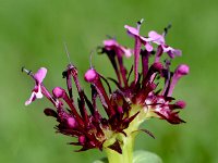 Fedia cornucopiae 20, Saxifraga-Sonja Bouwman  Horn-of-plenty, African valerian - Fedia cornucopiae - Caprifoliaceae familie