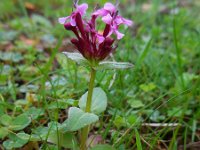 Fedia cornucopiae 7, Saxifraga-Ed Stikvoort