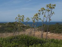 Ferula tingitana 10, Saxifraga-Willem van Kruijsbergen