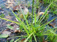 Festuca arundinacea 10, Rietzwenkgras, Saxifraga-Hans Boll