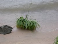 Festuca arundinacea 3, Rietzwenkgras, Saxifraga-Peter Meininger