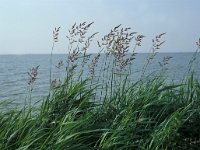 Festuca arundinacea 2, Rietzwenkgras, Saxifraga-Piet Zomerdijk