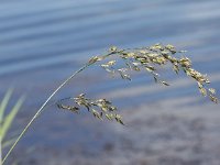 Festuca arundinacea 6, Rietzwenkgras, Saxifraga-Peter Meininger