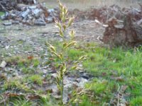 Festuca arundinacea 9, Rietzwenkgras, Saxifraga-Hans Boll