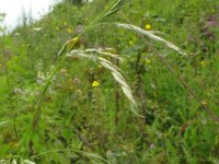 Festuca gigantea 1, Reuzenzwenkgras, Saxifraga-Rutger Barendse