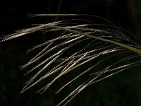 Festuca gigantea 2, Reuzenzwenkgras, Saxifraga-Willem van Kruijsbergen