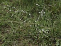 Festuca gigantea 4, Reuzenzwenkgras, Saxifraga-Peter Meininger