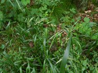 Festuca gigantea 8, Reuzenzwenkgras, Saxifraga-Hans Boll