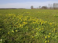 Ficaria verna ssp verna 48, Gewoon speenkruid, Saxifraga-Luuk Vermeer