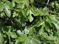 Ficus carica, Fig