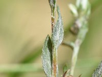 Filago minima 32, Dwergviltkruid, Saxifraga-Sonja Bouwman  583. Dwergviltkruid - Filago minima - Asteraceae familie (i)