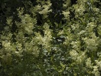 Filipendula ulmaria, Meadowsweet