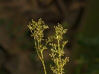 Filipendula ulmaria 79, Moerasspirea, Saxifraga-Jan van der Straaten