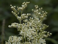Filipendula ulmaria 85, Moerasspirea, Saxifraga-Willem van Kruijsbergen