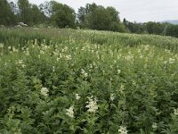 Filipendula ulmaria 87, Moerasspirea, Saxifraga-Willem van Kruijsbergen