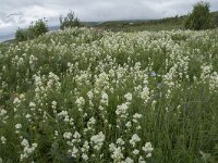 Filipendula ulmaria 88, Moerasspirea, Saxifraga-Willem van Kruijsbergen