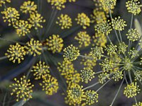 Foeniculum vulgare 25, Venkel, Saxifraga-Tom Heijnen