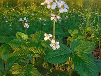 Fragaria moschata 10, Grote bosaardbei, Saxifraga-Ed Stikvoort