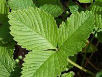 Fragaria moschata 11, Grote bosaardbei, Saxifraga-Sonja Bouwman  1005. Grote bosaardbei - Fragaria moschata - Ranunculaceae familie (i)