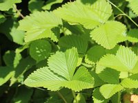 Fragaria moschata 5, Grote bosaardbei, Saxifraga-Rutger Barendse