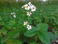 Fragaria moschata 7, Grote bosaardbei, Saxifraga-Ed Stikvoort