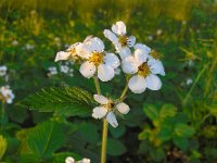 Fragaria moschata 9, Grote bosaardbei, Saxifraga-Ed Stikvoort