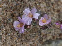 Frankenia laevis 2, Saxifraga-Willem van Kruijsbergen