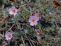 Frankenia pulverulenta 7, Saxifraga-Ed Stikvoort