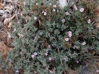 Frankenia pulverulenta 8, Saxifraga-Ed Stikvoort