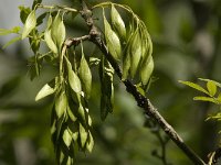 Fraxinus angustifolia 10, Saxifraga-Jan van der Straaten