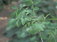 Fraxinus angustifolia 3, Saxifraga-Inigo Sanchez