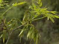 Fraxinus angustifolia ssp angustifolia 8, Saxifraga-Willem van Kruijsbergen